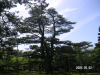 s_pict0137_thumb.png
